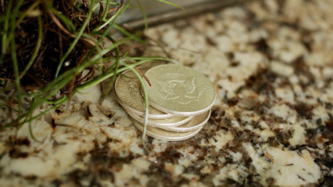 Half Dollar Set
