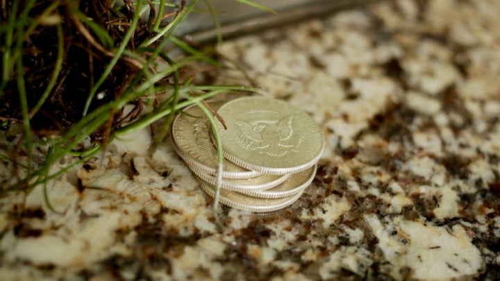 Half Dollar Set